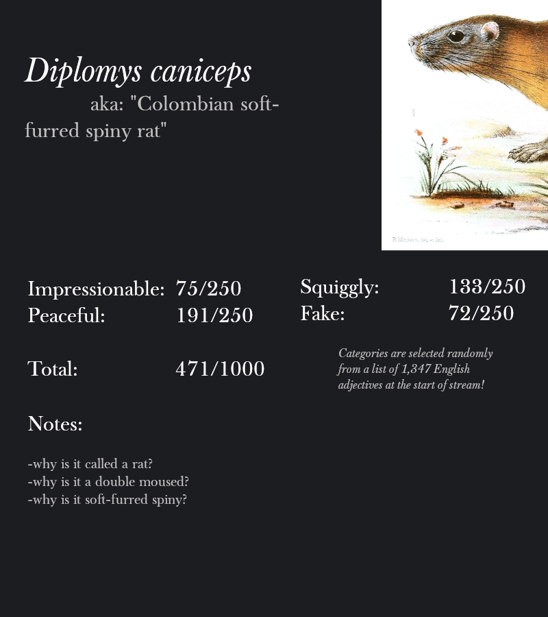 Diplomys caniceps